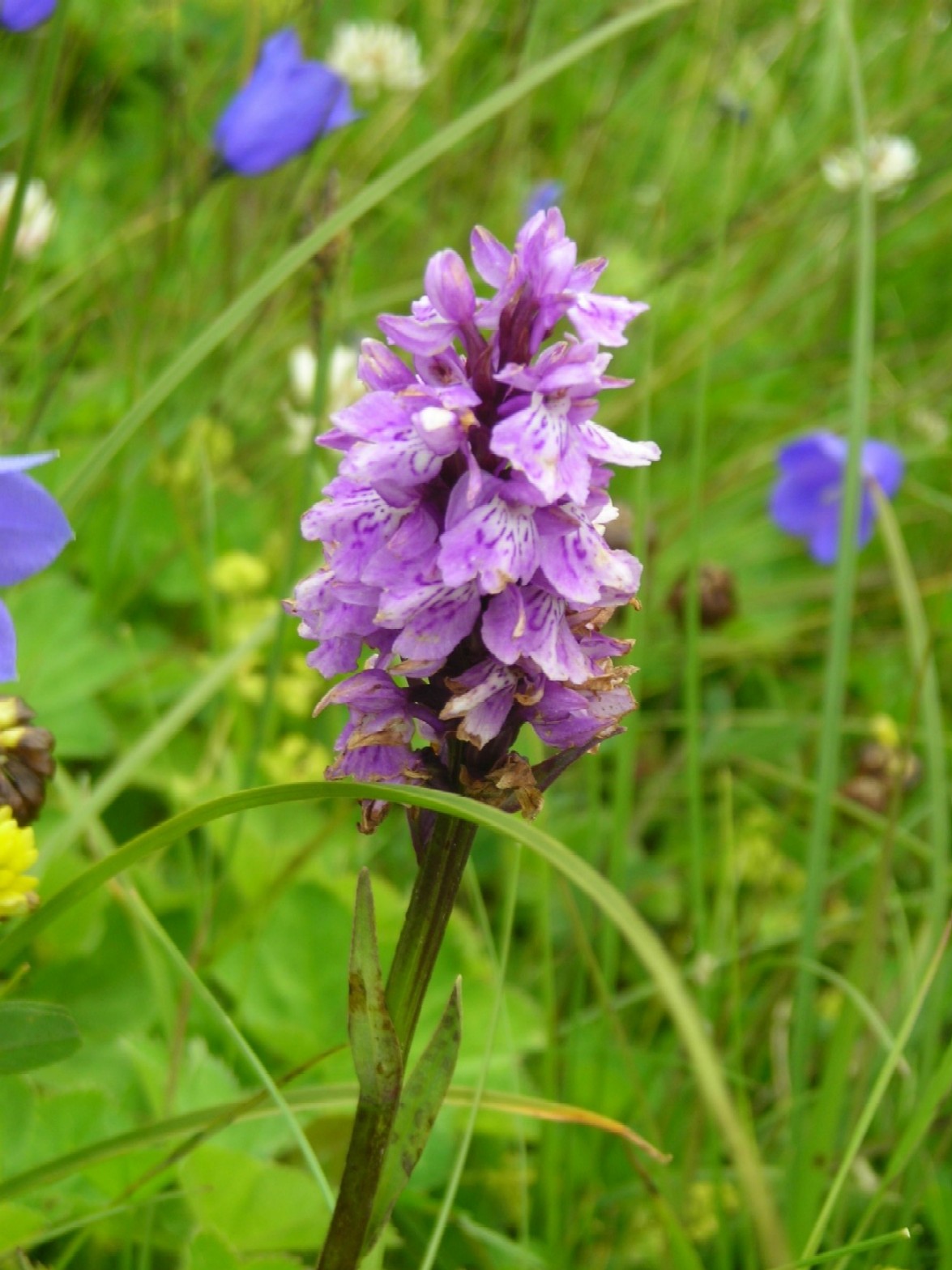 Dactylorhiza maculata